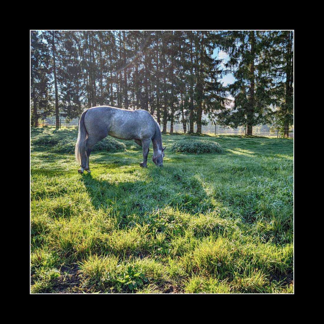 Das Pferd