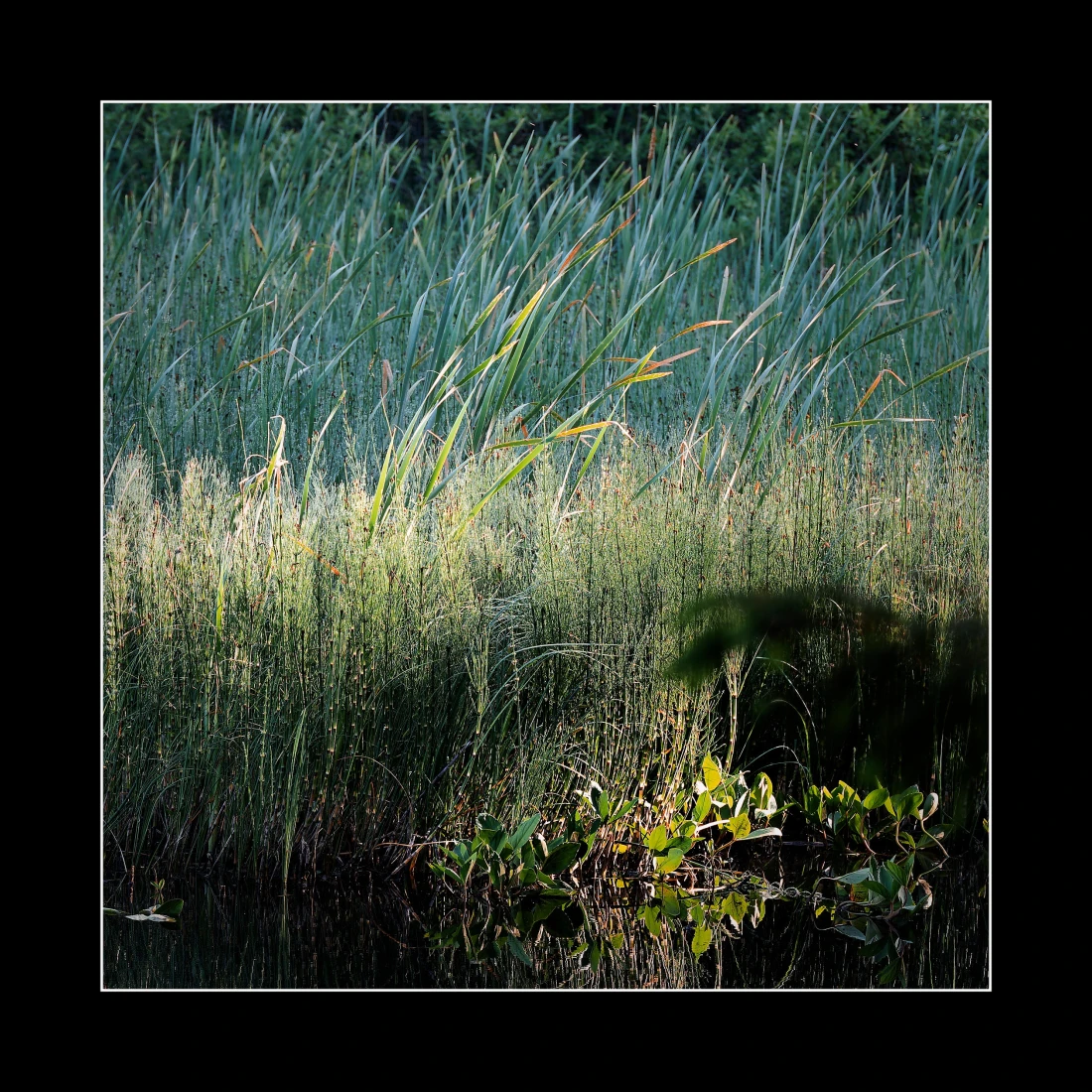 Moorseeufer