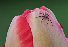 Kleine Spinne auf einer Tulpe
