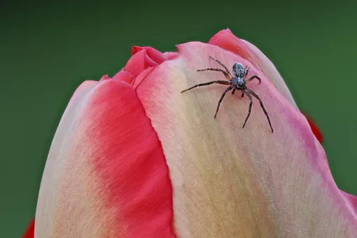 Kleine Spinne auf einer Tulpe