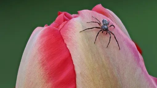 Kleine Spinne auf einer Tulpe