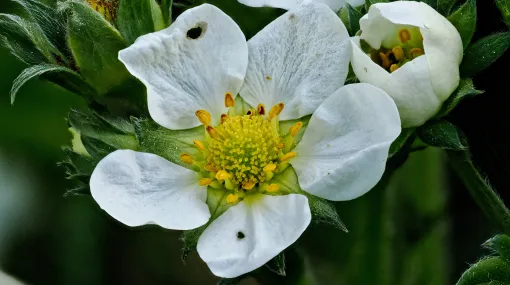 Erdbeerblüte