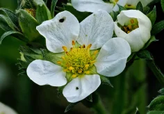Erdbeerblüte