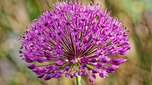 Allium