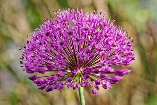 Allium
