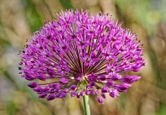 Allium
