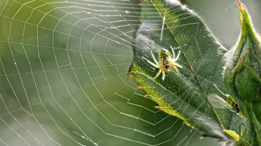 Die kleine Spinne und die Blattlaus