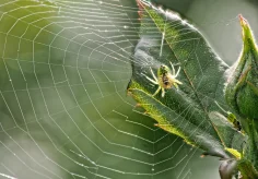 Die kleine Spinne und die Blattlaus