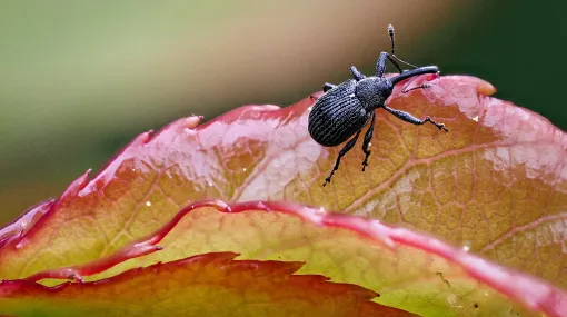 Erdbeerblütenstecher (Anthonomus rubi)