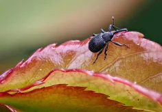Erdbeerblütenstecher (Anthonomus rubi)
