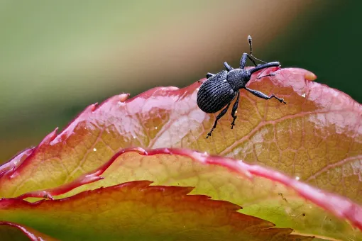 Erdbeerblütenstecher (Anthonomus rubi)