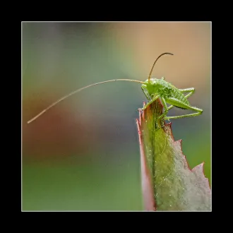 Vorschaubild
