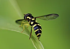 Schwebefliege