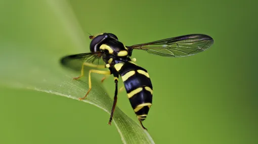 Schwebefliege