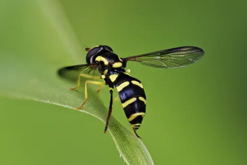 Schwebefliege