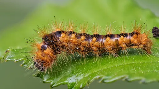 Ampfer-Rindeneule Raupe