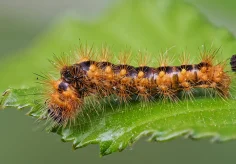 Ampfer-Rindeneule Raupe