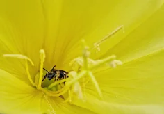 Kleine Biene in einer Nachtkerzeblüte
