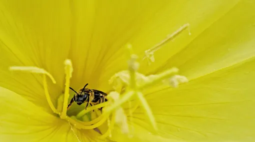 Kleine Biene in einer Nachtkerzeblüte