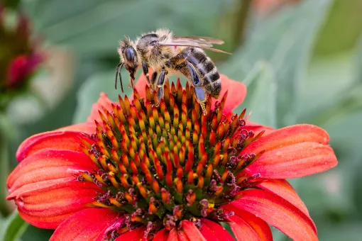 Biene und Echinacea