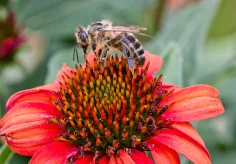 Biene und Echinacea