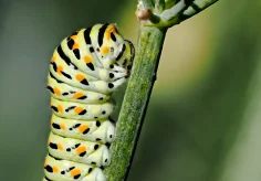 Schwalbenschwanz Raupe