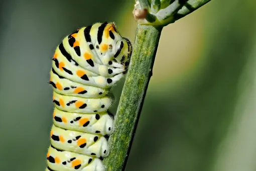 Schwalbenschwanz Raupe