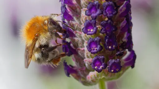 Biene auf Lavendel