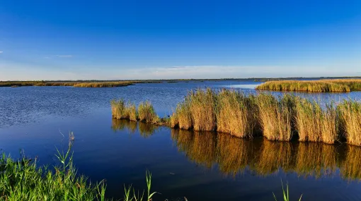 Etang du Charnier, Petite-Camargue