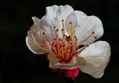 Aprikosenblüte