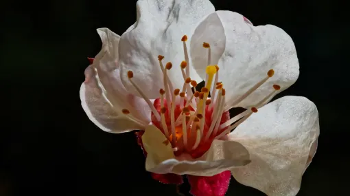 Aprikosenblüte