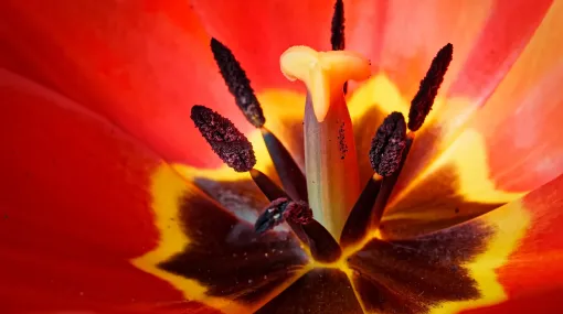 Innenansicht einer Tulpe