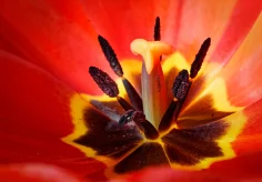Innenansicht einer Tulpe
