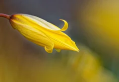 Wilde Tulpe