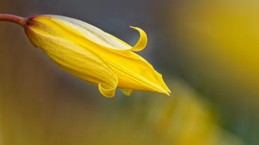Wilde Tulpe