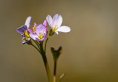 Wiesenschaumkraut
