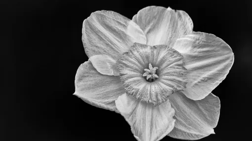 Narzisse monochrom