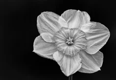 Narzisse monochrom