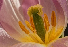 Innenansicht einer Tulpe