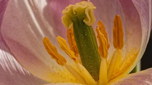 Innenansicht einer Tulpe