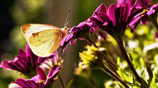 Schmetterling am späten Nachmittag II