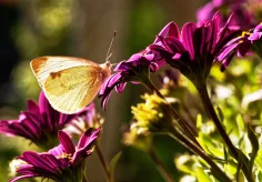 Schmetterling am späten Nachmittag II