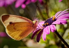 Schmetterling am späten Nachmittag
