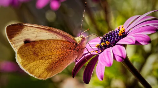 Schmetterling am späten Nachmittag