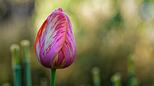Mehrfarbige Tulpe