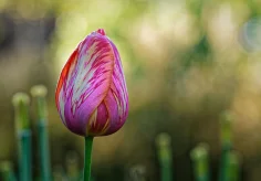 Mehrfarbige Tulpe