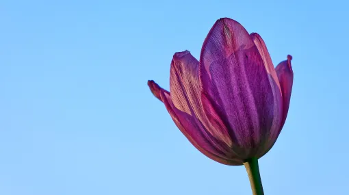 Tulpe