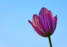 Tulpe