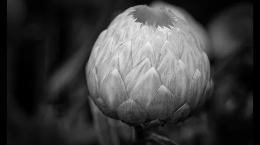 Strohblume
