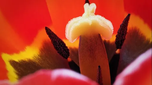 Tulpenstempel und Staubgefässe